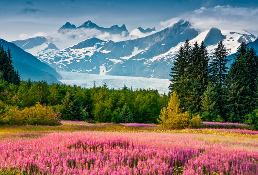 Mendenhall Glacier with a field of blooming fireweed