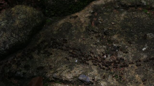 The life of ants in the forest