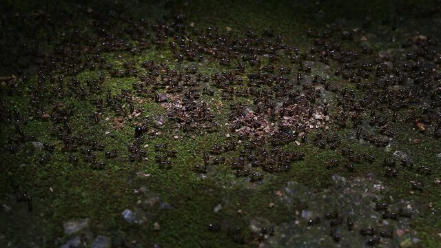 The life of ants in the forest