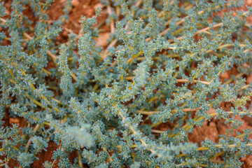 Small green bush on red clay dry soil in the mountains, close-up. Amazing flora of the Asian steppes. Natural backgrounds.
