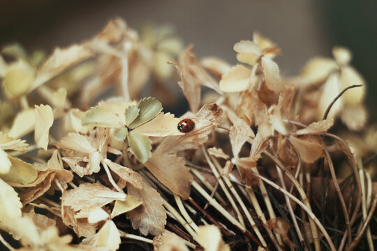 Ladybug walking on leaves