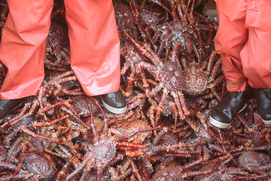 Dock workers offloading Golden king crab from a fishing vessel