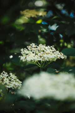 Close up of Elder tree flowers in bloom