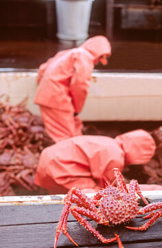 Dock workers offloading Golden king crab from a fishing vessel