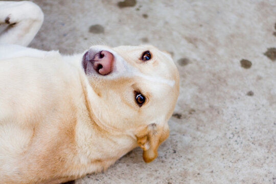 Beautiful dog looking straight at the camera with soulful eye