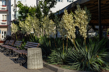 A closeup of the white flowers of a Yucca Gloriosa. Flowering bushes of Yucca Gloriosa in the city. Decorating and landscaping the city with flowering yucca plants. 
