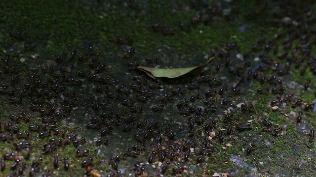 Many ants are traveling in the forest.
