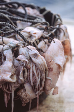 Baited hooks in a tub for a sablefish (blackcod) longline fishery
