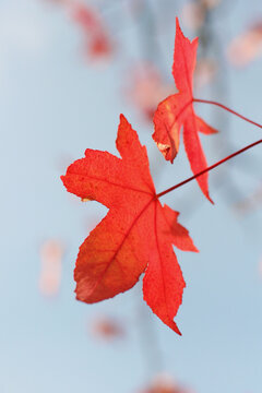 Sunlight illuminates red fall leaves still hanging on a tree.