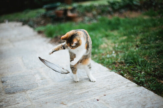 Cat standing on feet and playing with pigeon wing