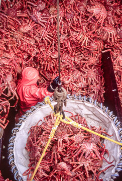 Dock workers offloading Golden king crab from a fishing vessel