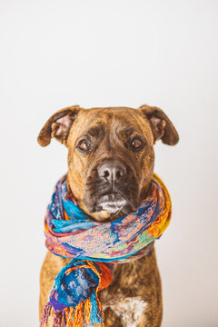 Portrait of a boxer dog with a scarf on his head.