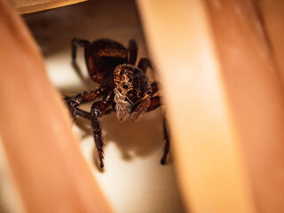 House jumping spider peeking behind rubber bands