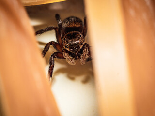 House jumping spider peeking behind rubber bands