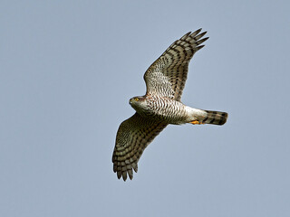 Eurasian sparrowhawk (Accipiter nisus)