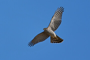 Eurasian sparrowhawk (Accipiter nisus)