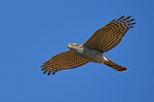 Eurasian sparrowhawk (Accipiter nisus)