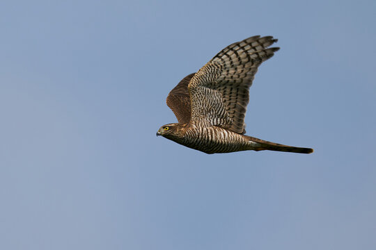 Eurasian sparrowhawk (Accipiter nisus)