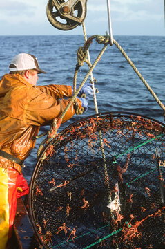 Commercial fisherman retrieving a black cod (sablefish) pot