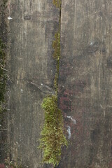 Cross-section of a tree. Moss. wooden background
