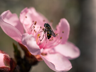 bee on pink flower