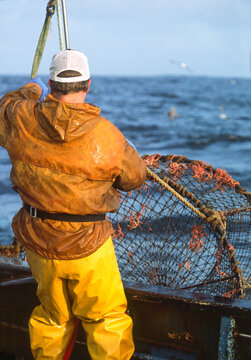 Commercial fisherman retrieving a black cod (sablefish) pot
