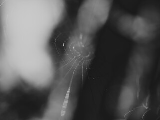 Spiderweb