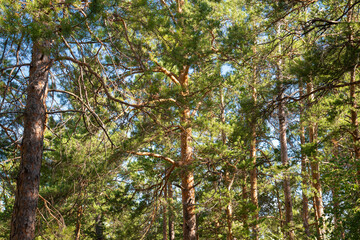 Fototapeta premium Pine trees in the forest in the summer in the Golden hour.Natural background from the trunks of pine trees