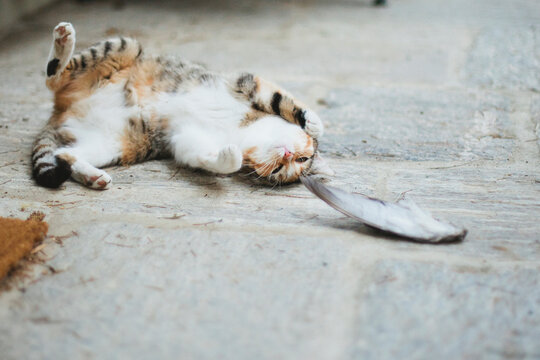 Cat laying on the belly and playing with dead bird's wing