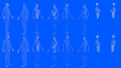 Set of 16 x-ray wireframe renders of male and female body with skeleton and internal organs isolated - digital high detailed medical 3D illustration in blueprint style