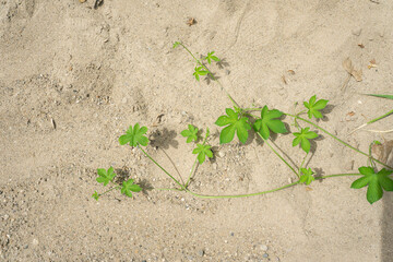 Plants Near a beach Sand