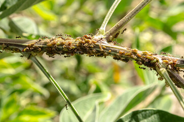 Insects On Branch Of Gungu Tree