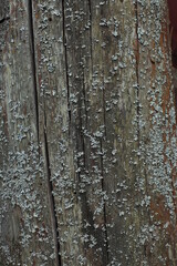 Obraz premium Yellow lichen on the tree bark. The tree trunk is affected by lichen.Mushroom ecosystem on the bark of trees.