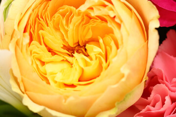 yellow rose flower close up