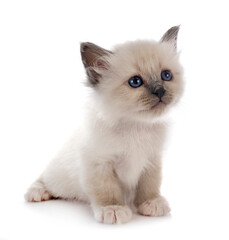 birman kitten in studio