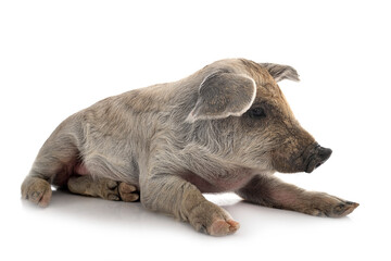 Naklejka premium young Mangalica in studio