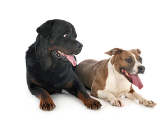 guard dogs in studio