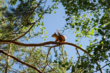 Silhouette of a squirrel on a tree branch in a summer forest.