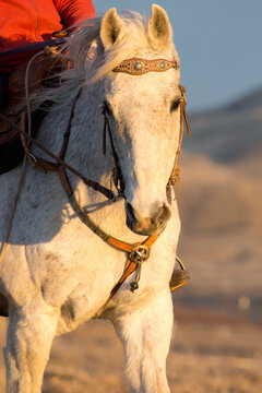 A horse riding into the sun at sunset