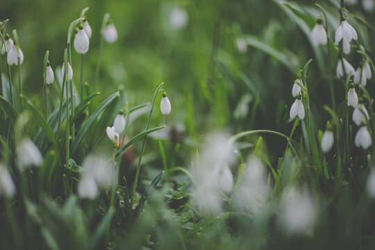 Snowdrops