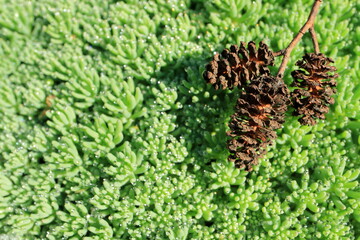 Image of small brown cones against the background of green vegetation.