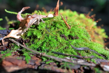 Green forest moss grows on a fallen tree.