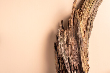 Still life with nature objects. Wooden bark on beige background. Top view. Copy space. Environmentally clear nature concept. Creative composition for design