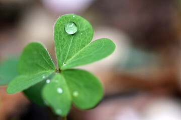 Single water drop on a clover