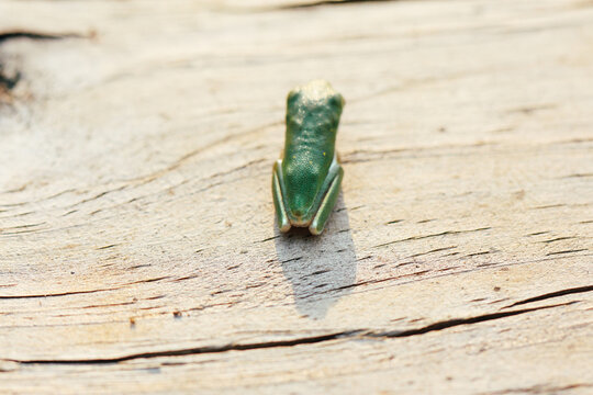 backside of a tiny frog