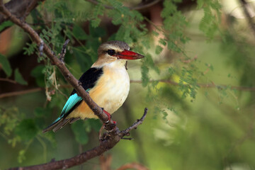 The brown-hooded kingfisher (Halcyon albiventris) sitting on the branch with green background.