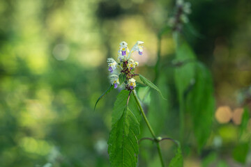 Galeopsis speciosa, the large-flowered hemp-nettle or Edmonton hempnettle, is a species of annual herbaceous plants in the family Lamiaceae.