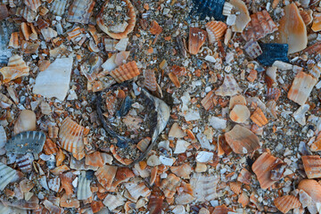 Seaside. Shell rock. Background.