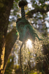 Old green rope hanging from a tree in a forest