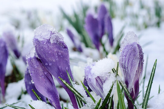 Snowy Crocus